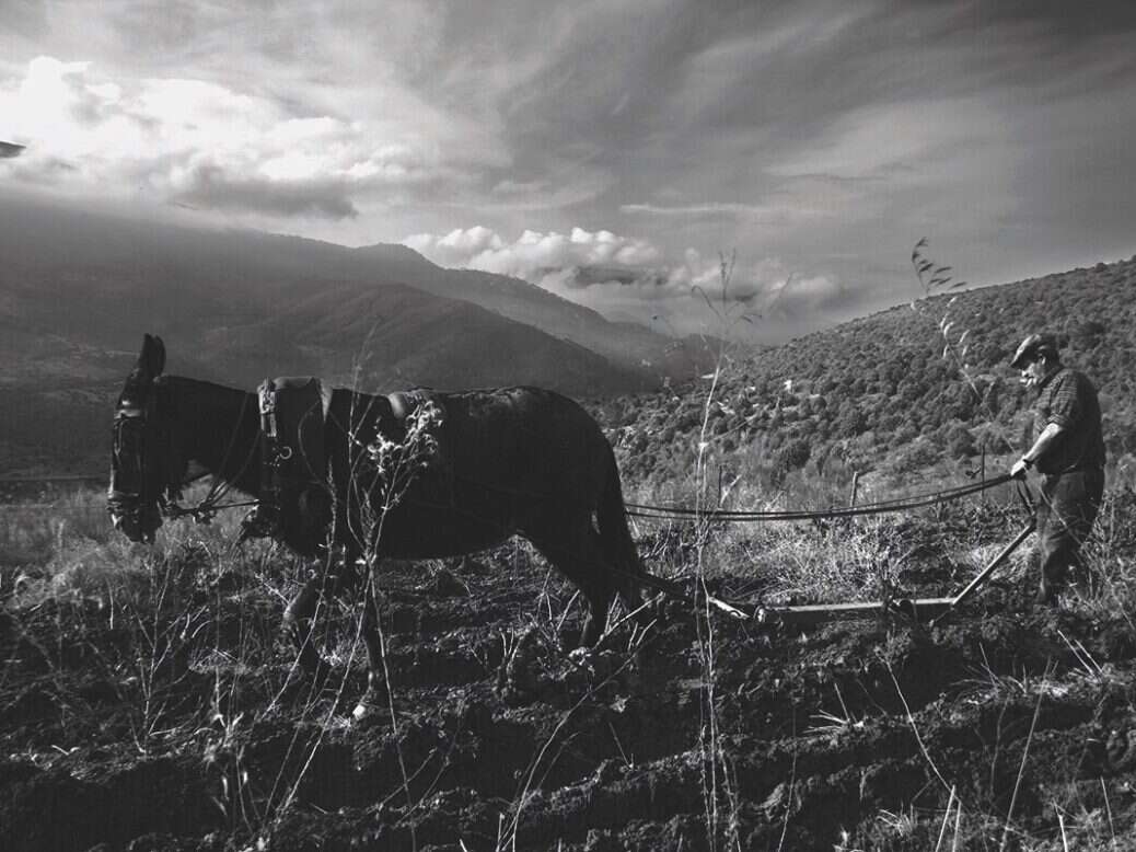 Sierra de Gredos donkey ploughing