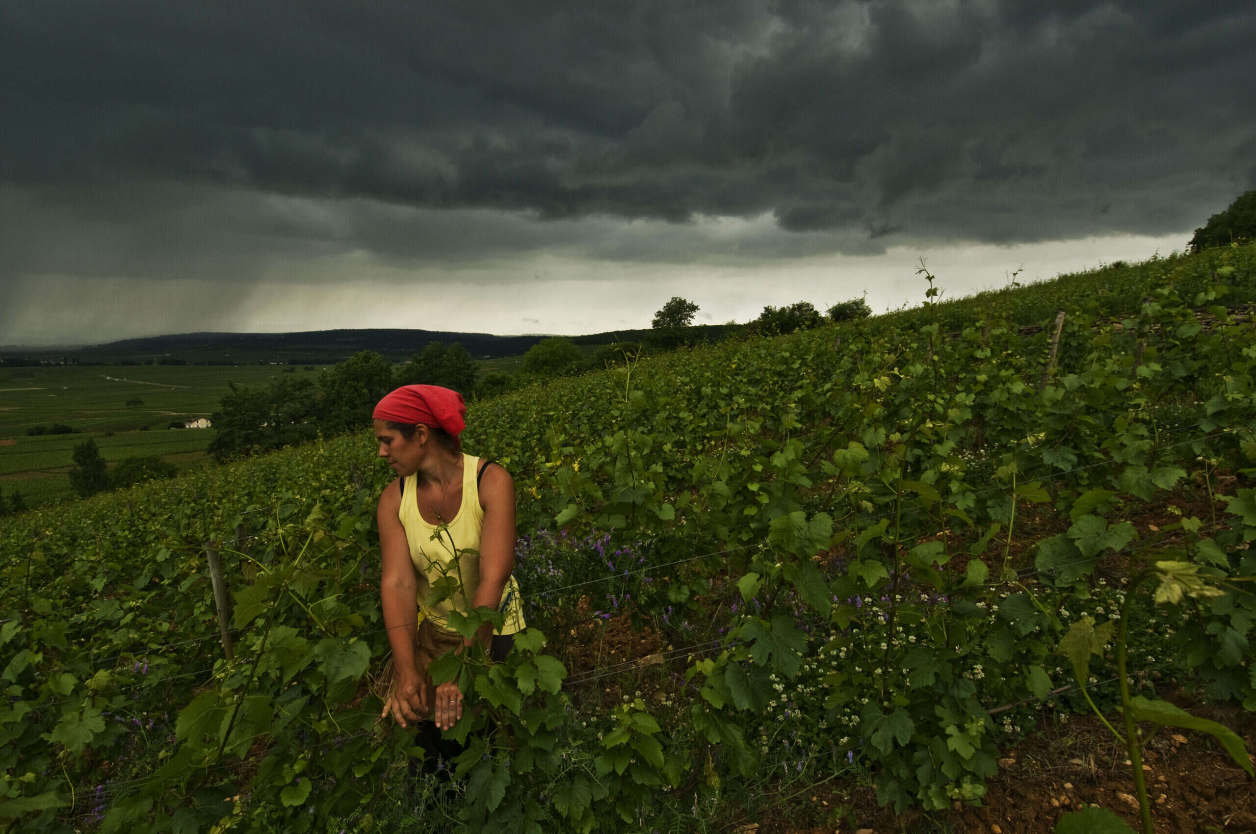 Hail, Burgundy