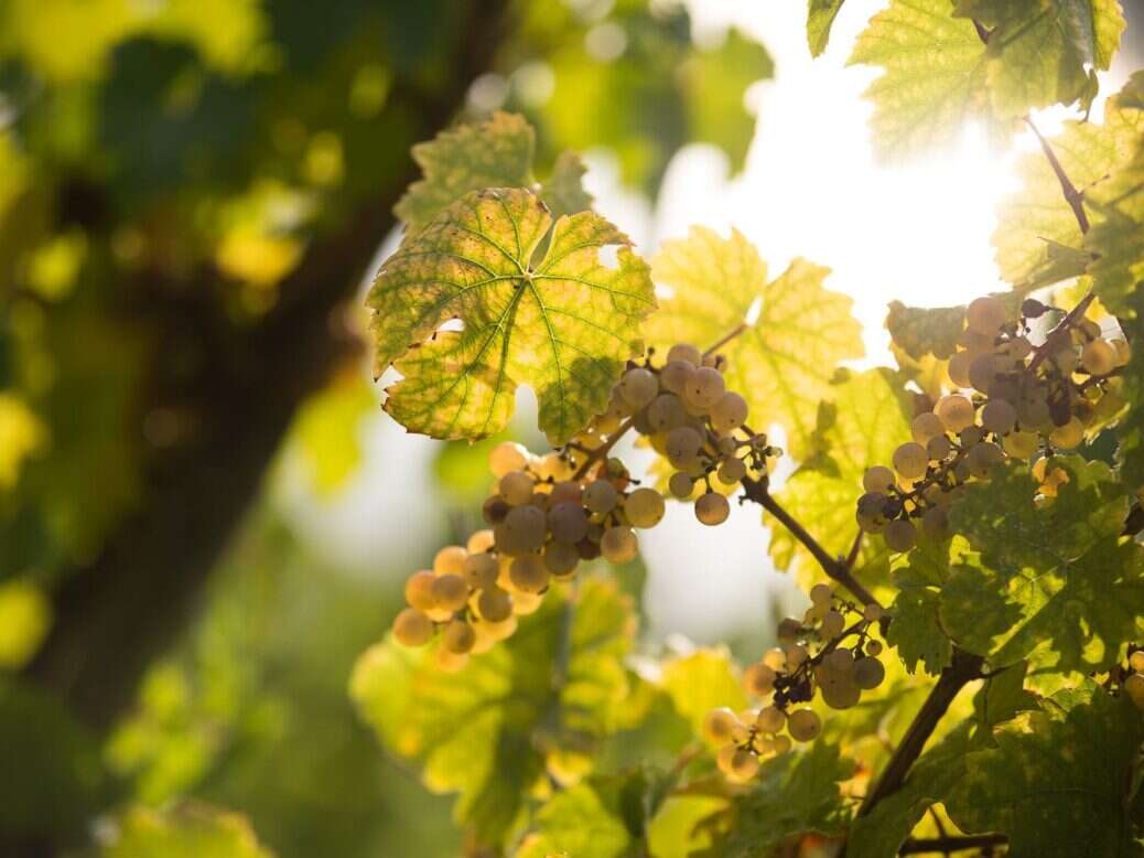 Selbach-Oster Riesling