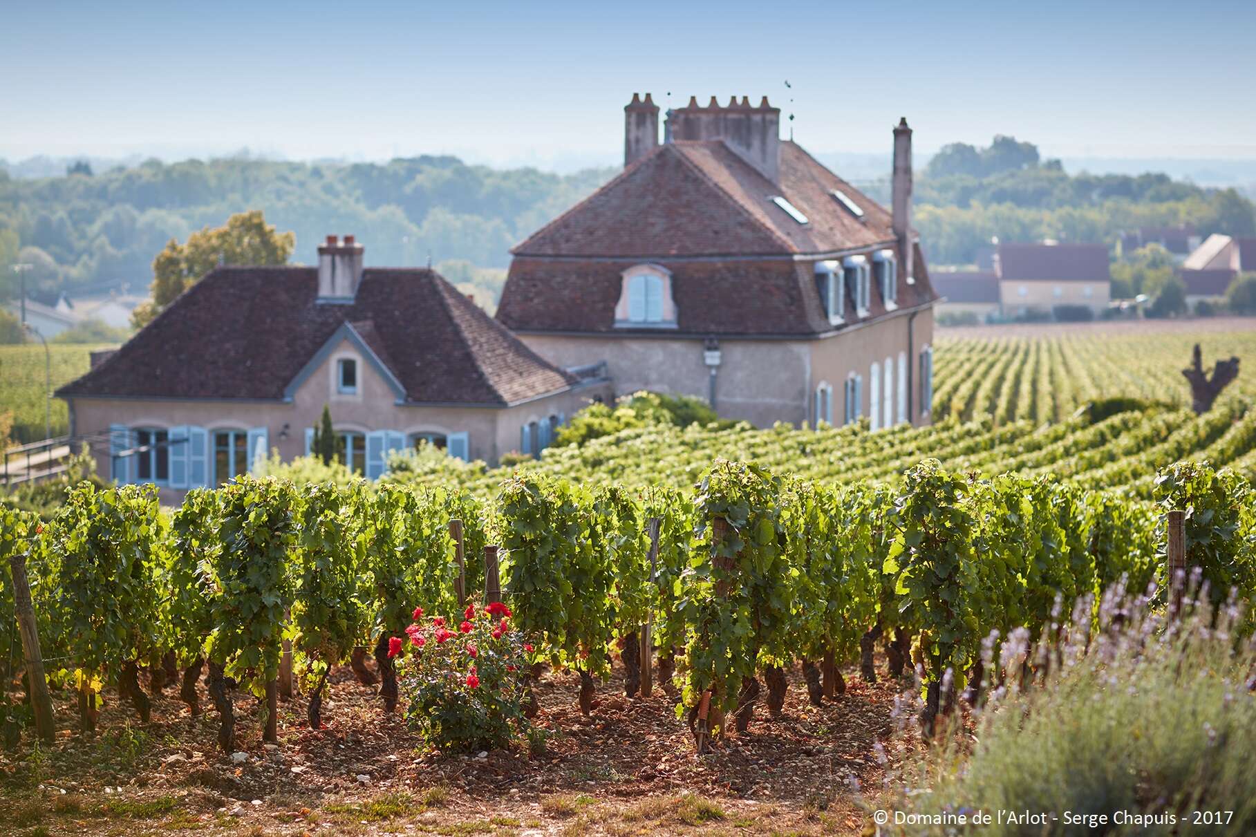 A letter from Burgundy: Domaine de l'Arlot