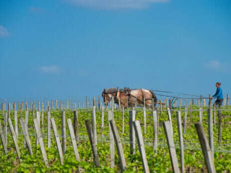 What does the future hold for the wines of Bordeaux?