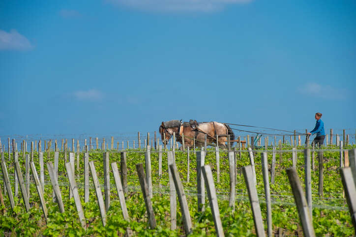 What does the future hold for the wines of Bordeaux?