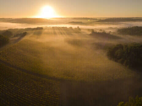 2021 Bordeaux Field notes: Sauternes and Barsac