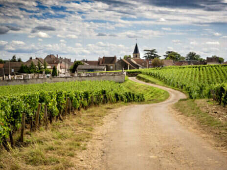 2020 Burgundy: Côte de Nuits tasting notes