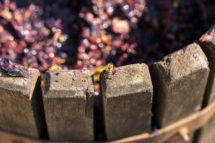 The basket press comes back to Burgundy