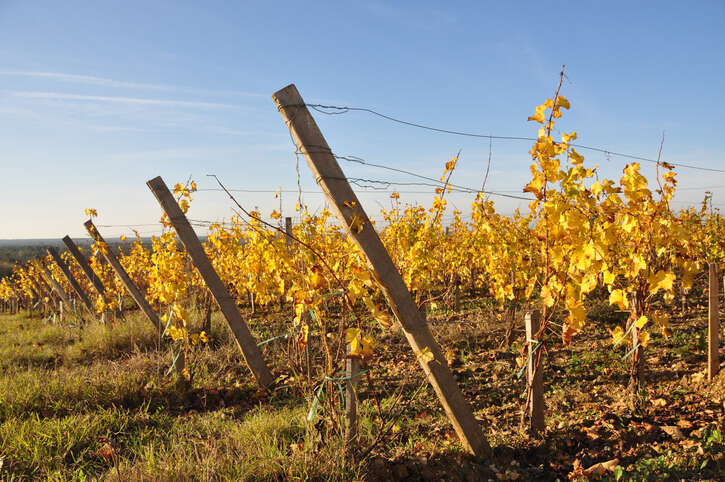 Bordeaux 2022 Sauternes and Barsac