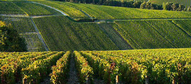 Côte des Bar Champagne: Embracing the other