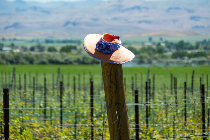 Snake River Valley: An Idaho winemaking story