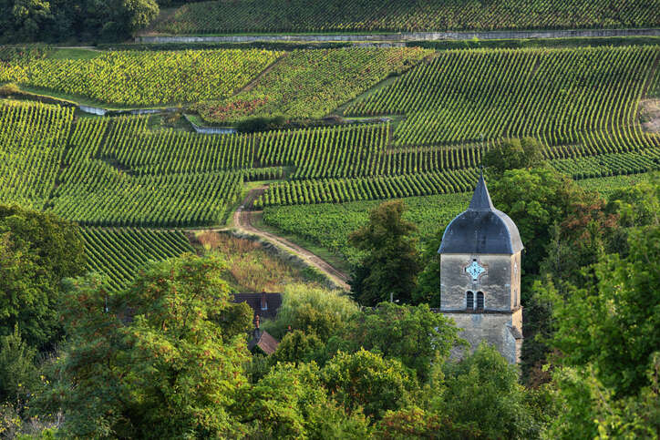 2020 Burgundy: Classic wines from an extreme season