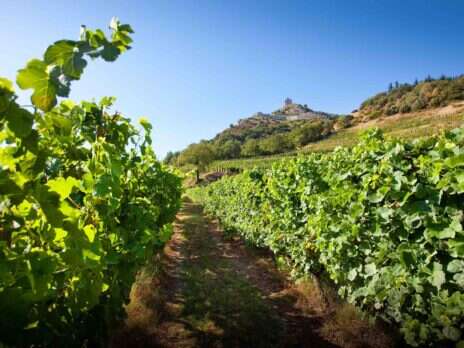 Saint-Péray: The Northern Rhône's soft white underbelly