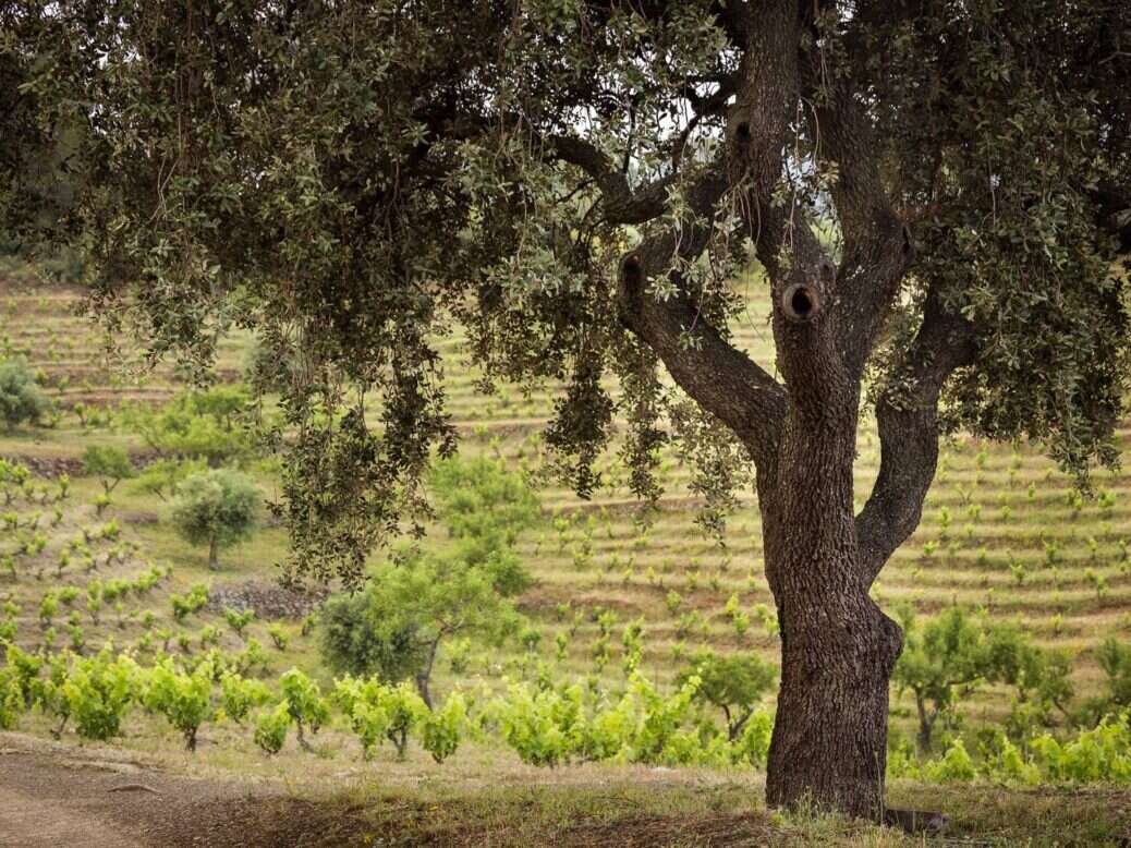 Priorat