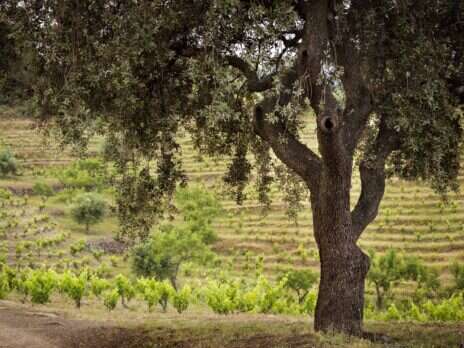 Priorat: 30 years on with the Gang of Five