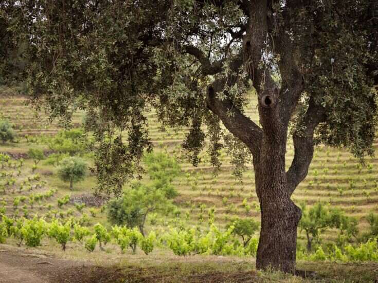 Priorat: 30 years on with the Gang of Five