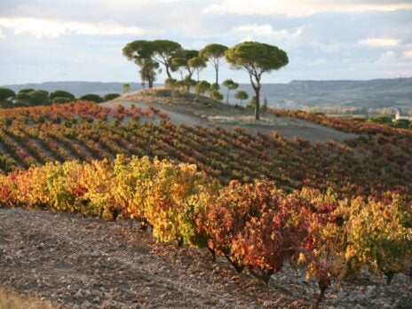 Ribera del Duero: Defying Expectations