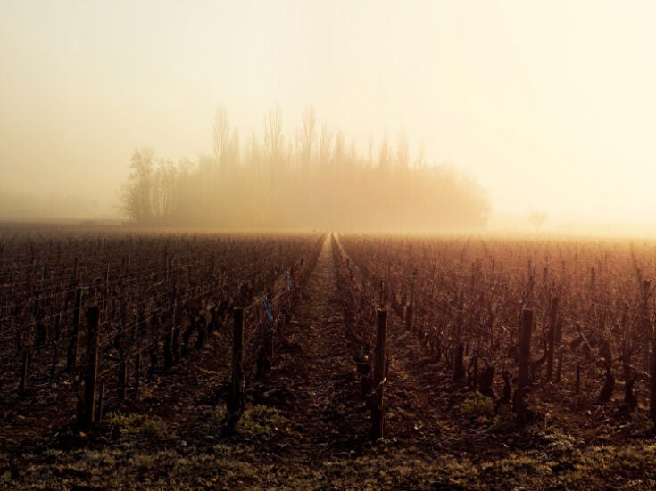 White Burgundy out of the Woods?