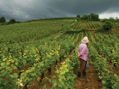 Burgundy lows and highs: After four small harvests in a row, prices continue to rise