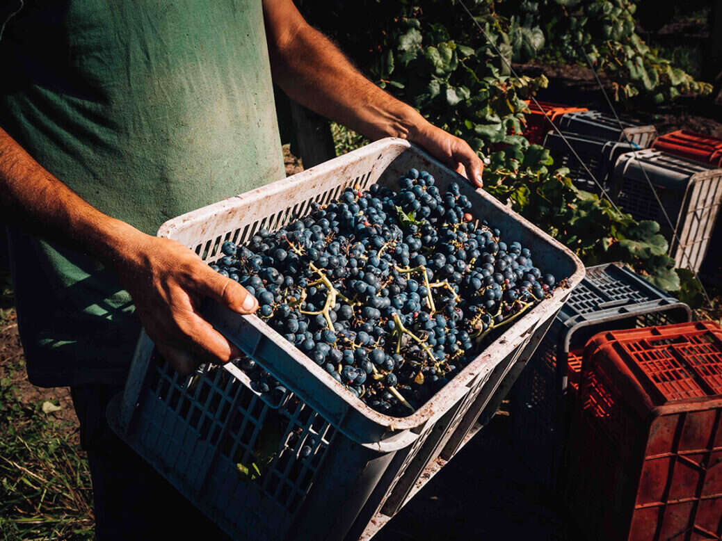 Uruguay Tannat