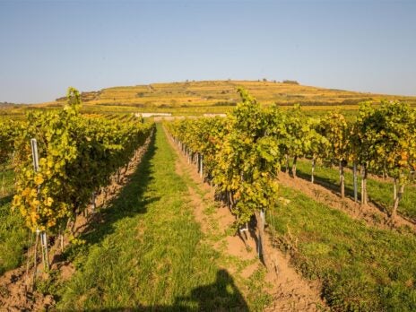 Schloss Gobelsburg's Grüner Veltliners: A sweet, sweet field