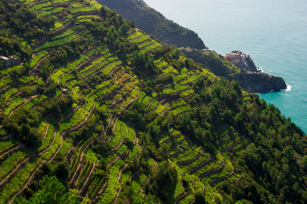 Coniglio alla Ligure