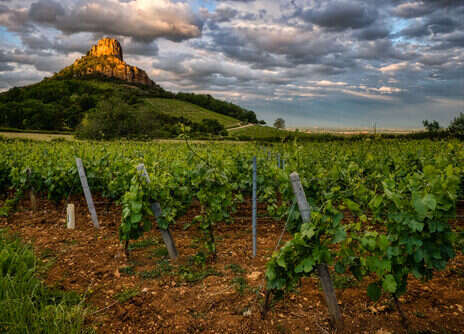 2021 Burgundy: Côte Chalonnaise, Mâconnais, and Beaujolais tasting notes