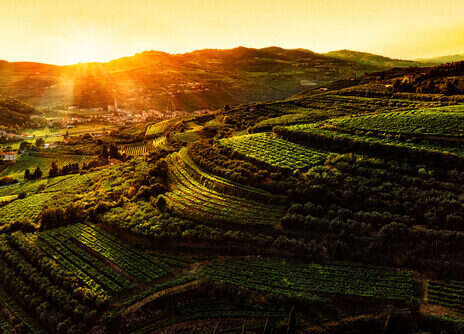 Towards the light: Terroir hunting in Valpolicella