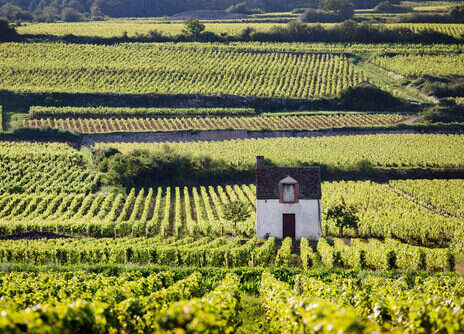 2021 Burgundy: A guide to the sub-regions and villages