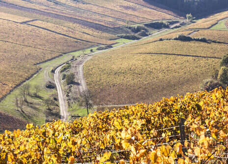 2021 Burgundy: Chablis report and tasting notes