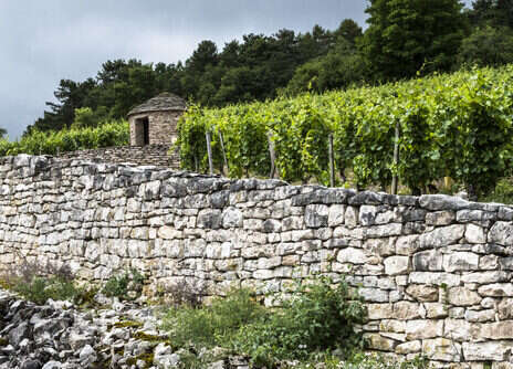 2021 Burgundy: Côte de Nuits tasting notes