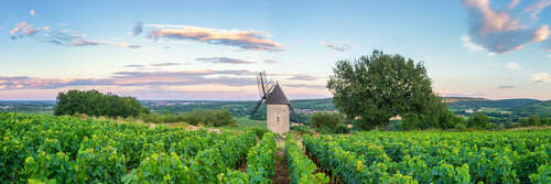 Côte de Beaune vineyard Santenay