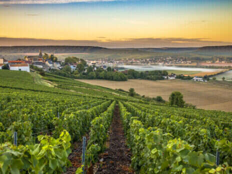 Organic and biodynamic Champagne: Green fingers