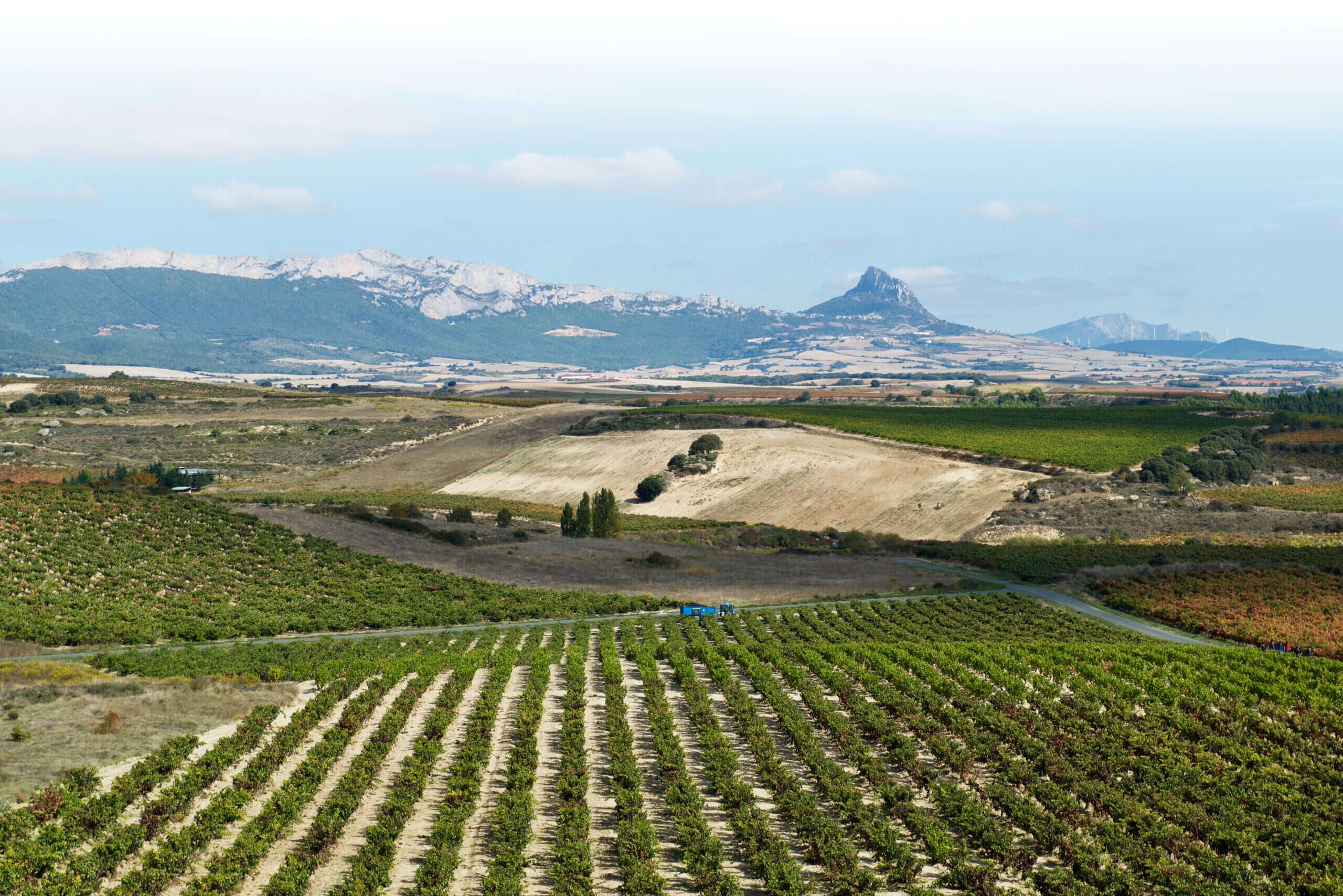 White Rioja: Survive and prosper