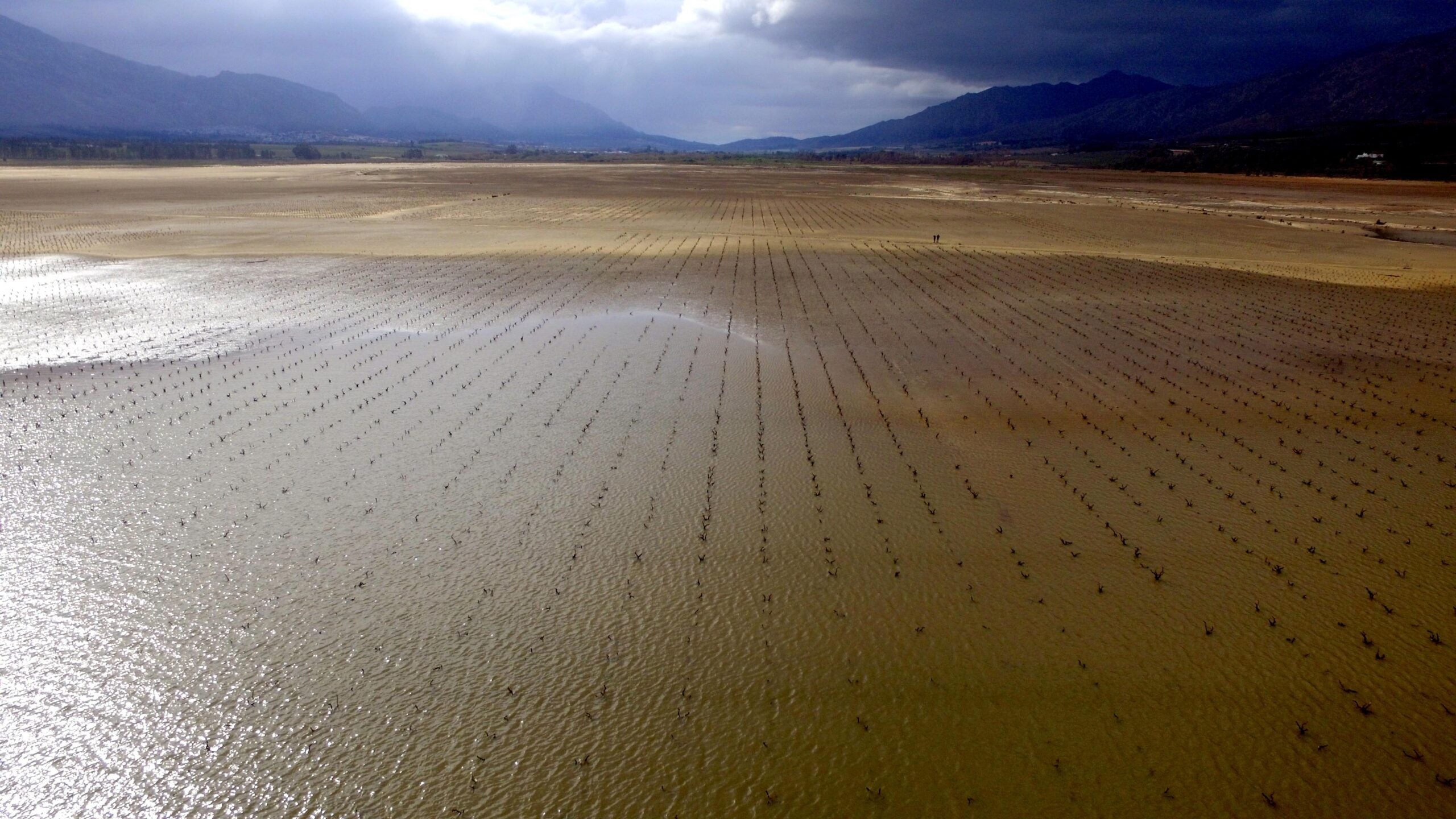 South Africa’s drought-stricken 2018 harvest: Suffering vines, dead vines, and revenant vines