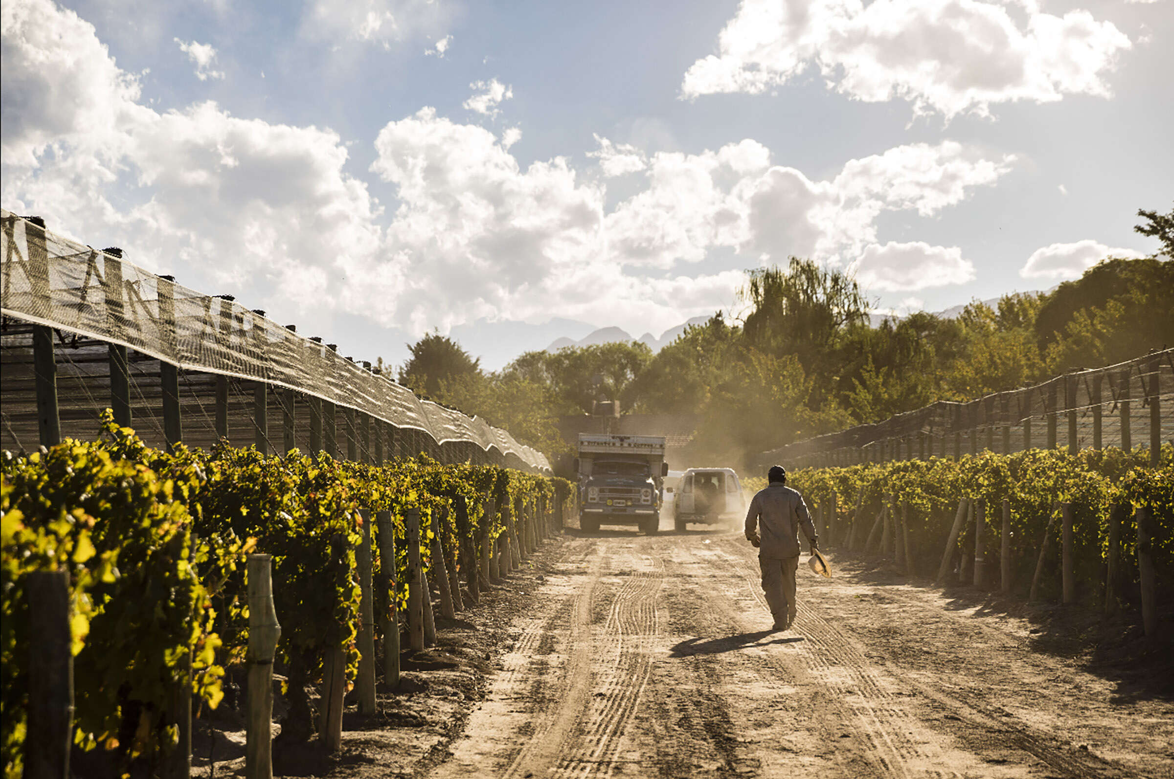 The complex case of Argentina’s Malbec price rises