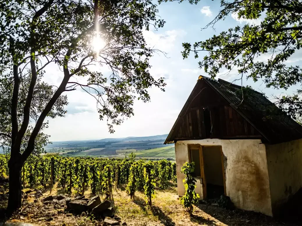 The Betsek vineyard in Mád, Tokaj Wine District