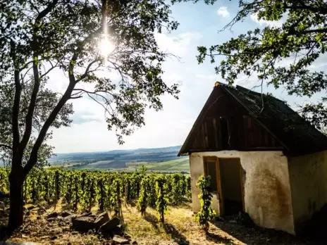 Tokaj: Drying up or drying out?