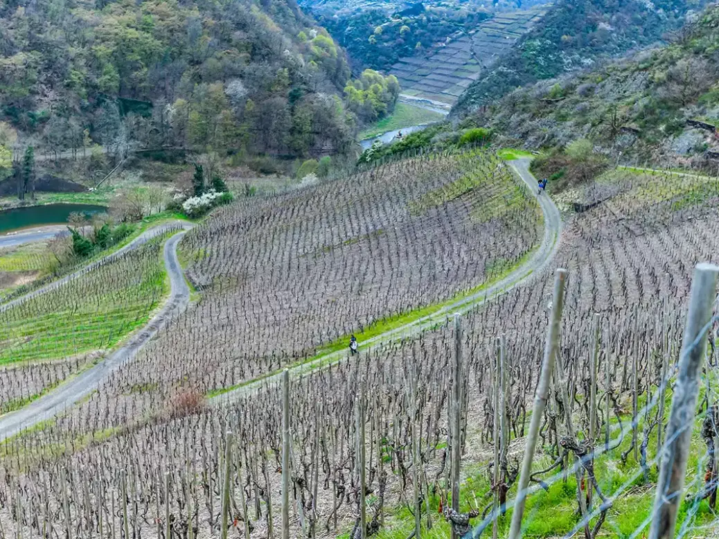 Pinot Noir vineyards in the Ahr Valley