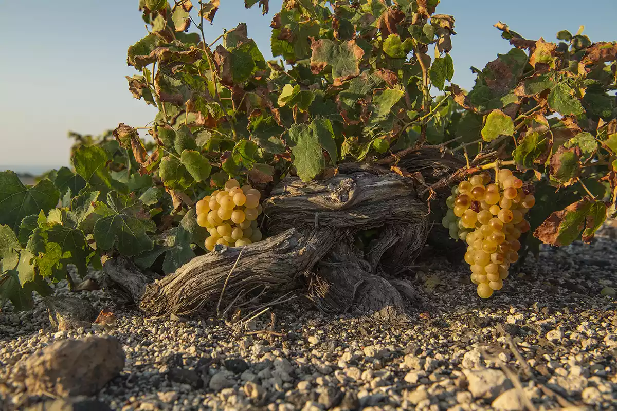 Assyrtiko: A great Greek grape comes of age