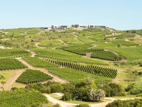 The emerging grand crus of South America: Maldonado