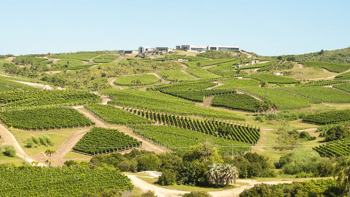 The emerging grand crus of South America: Maldonado