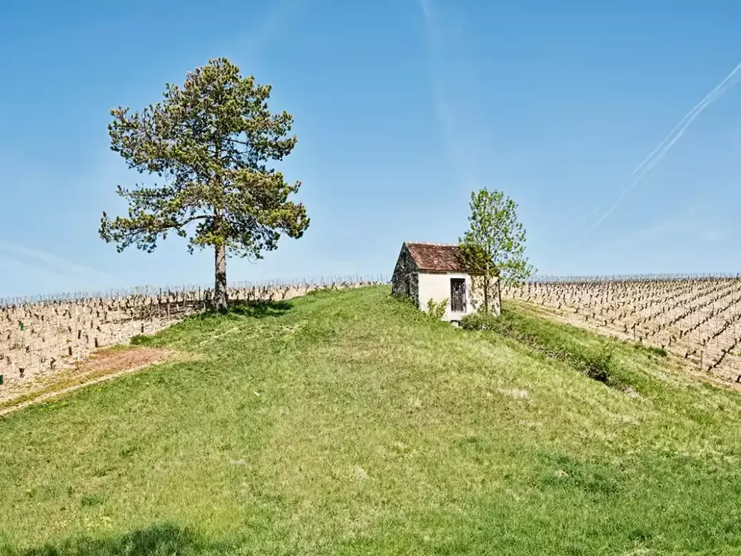 Chablis vineyard