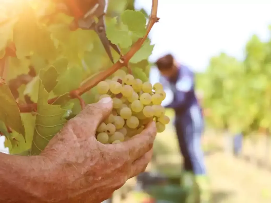 Chenin Blanc grapes in South Africa