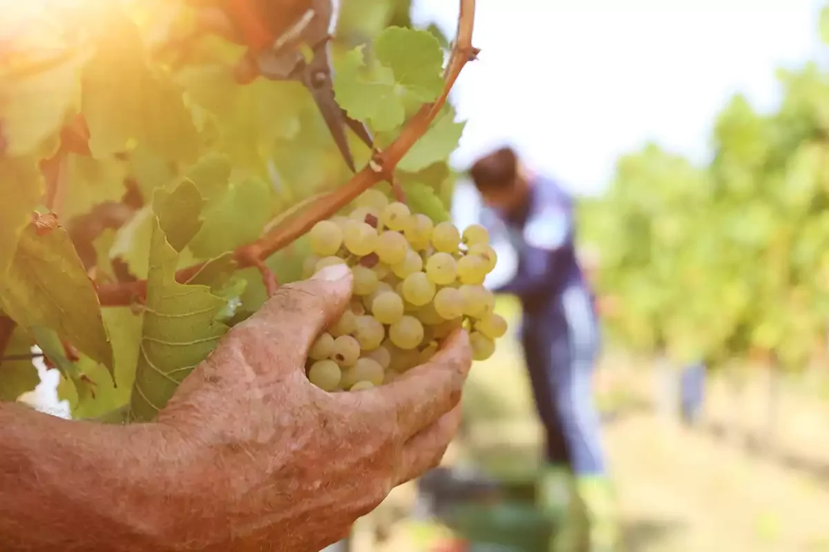 You say Chenin, we say Steen