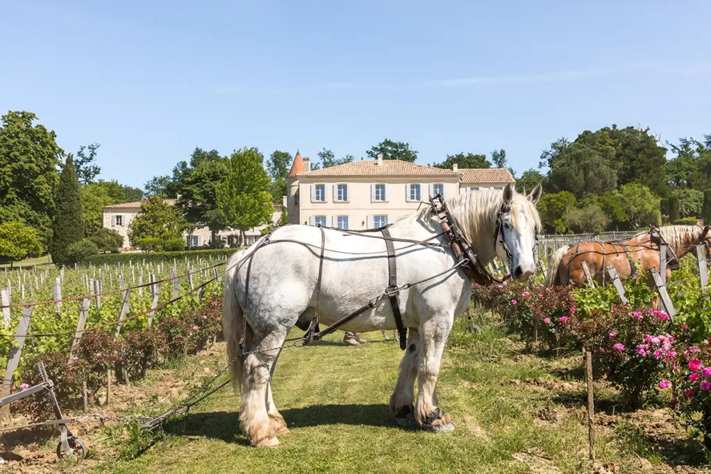 Château Troplong Mondot with horse