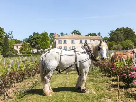 Château Troplong Mondot 1983–2022: Evolution and revolution