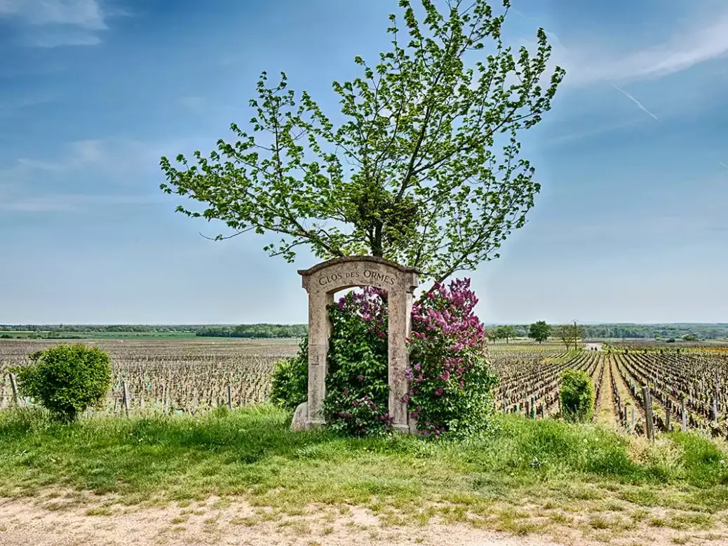 The Clos des Ores vineyard in Morey-St-Denis in the Côte de Nuits.