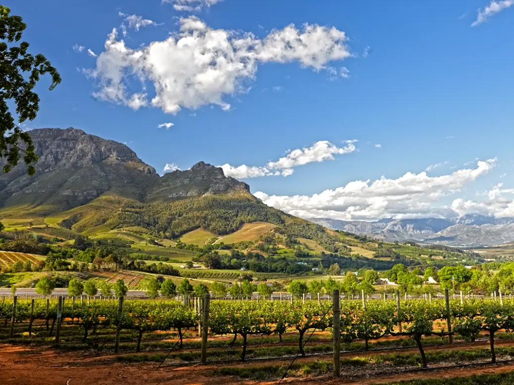 Stellenbosch Cabernet Sauvignon region