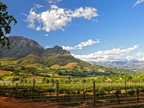 Stellenbosch Cabernet: The other great Cabernet region