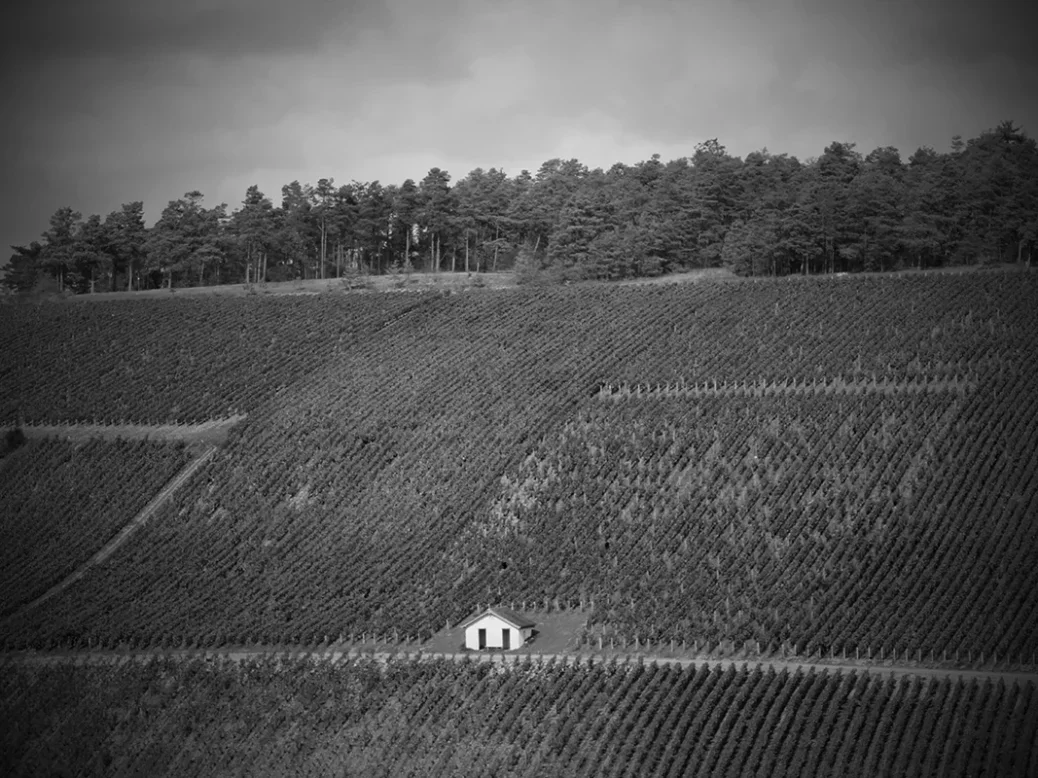 Sténopé vineyard Champagne