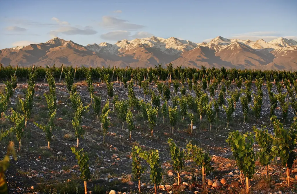 Finca Alluvia in Gualtallary, Uco Valley. 