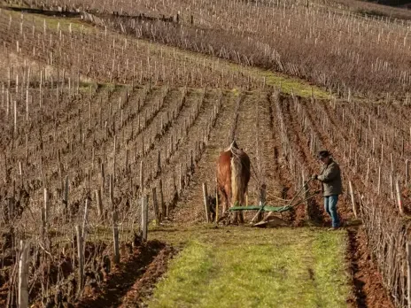 2021 Domaine de la Romanée-Conti: Paucity, moderation, beauty